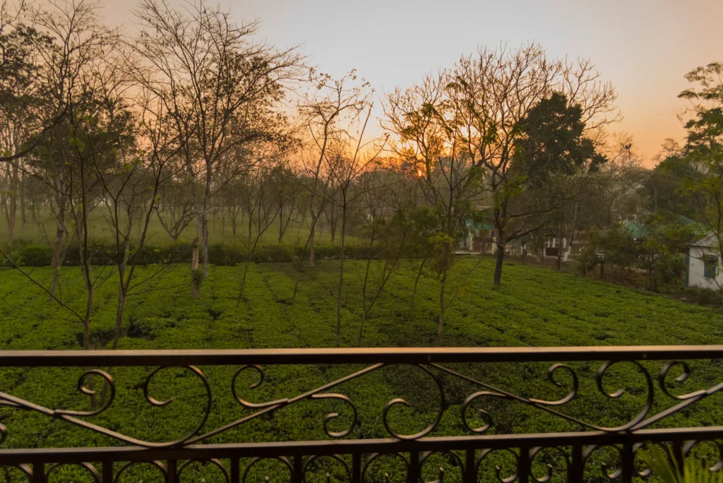 Tusker Tea Country,Gorumara
